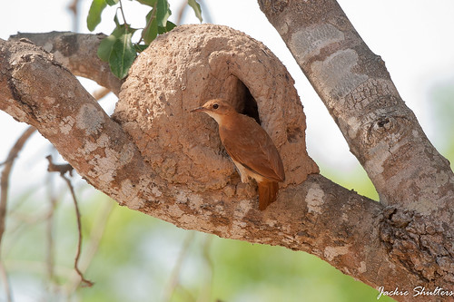 Rufous Hornero at nest