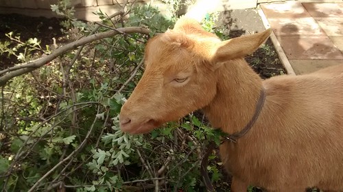 goat eating leaves Oct 15 (3)