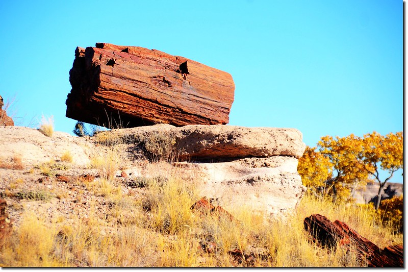 Giant Logs Trail, Petrified Forest National Park