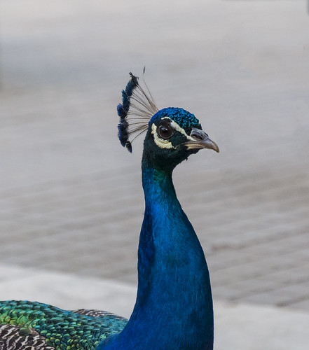 karditsa thessalia thessaly greece καρδίτσα θεσσαλία παγώνι peacock