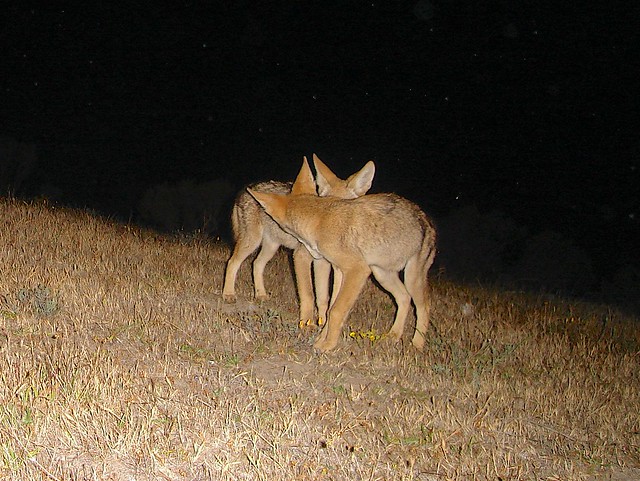 pair of juvie coyotes