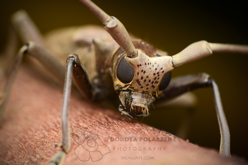 Longhorn beetle (Cerambycidae)
