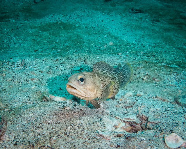 Finespotted jawfish