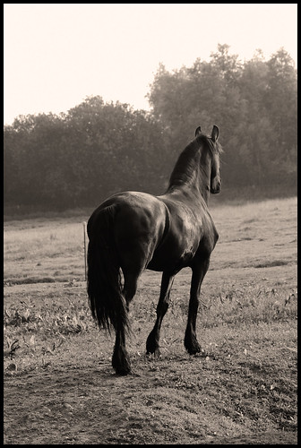 horse sepia caballo cheval cavallo pferd hest kon mecklenburg frisian friese häven guthäven