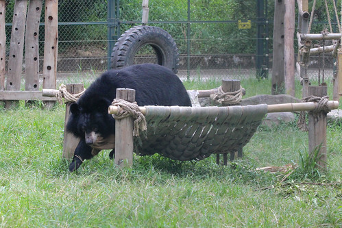 Jigsaw takes the snack from the hammock 1