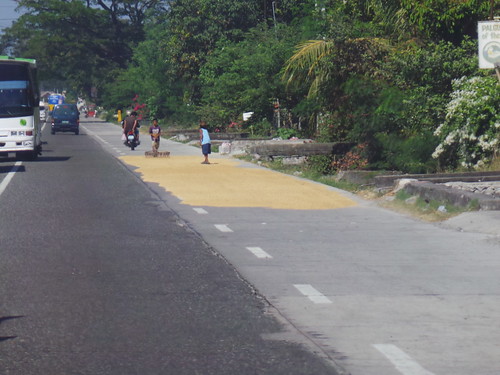 drying palay on the road