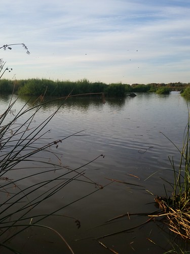 alamoriverwetlandsproject alamo river wetlands project