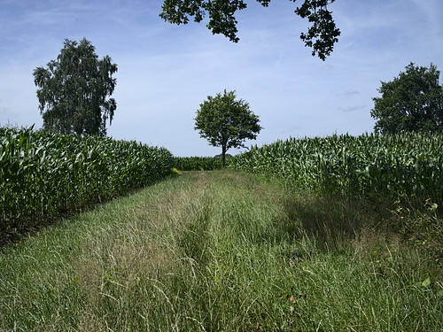 sign corn cornfield path meadows wiesen schild mais naturereserve bremen weg naturschutzgebiet maisfeld wuemmewiesen rawtherapee olympusm17mmf18 olympusomdem10