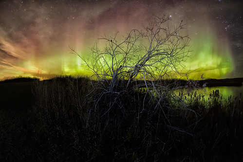 Willow tree beneath northern lights in fall