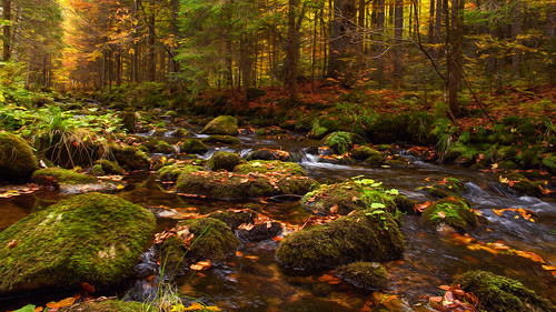 autumn creek bayern bavaria herbst surreal bayerischerwald bavarianforest waldbach oilpaintfilter photoshopcs6