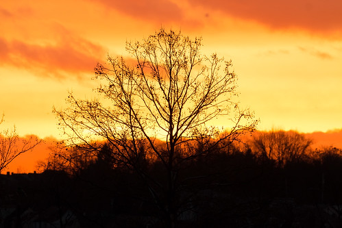 morning sky orange cloud tree sunrise pittsburgh pennsylvania duckhollow