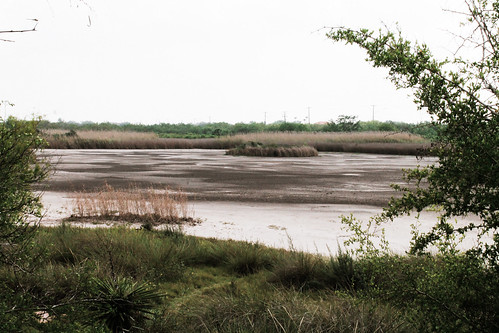 rebelt3 photograph texas corpuschristi nature photography canonphotography canoneosrebel botanicalgarden livetexan swamp robstown unitedstates us