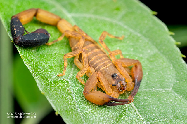 Scorpion (Tityus sp.) - DSC_4622