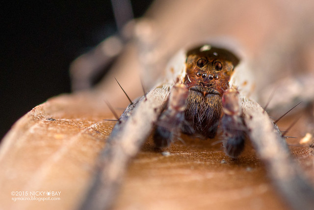 Long-legged water spider (Dossenus marginatus) - DSC_3724