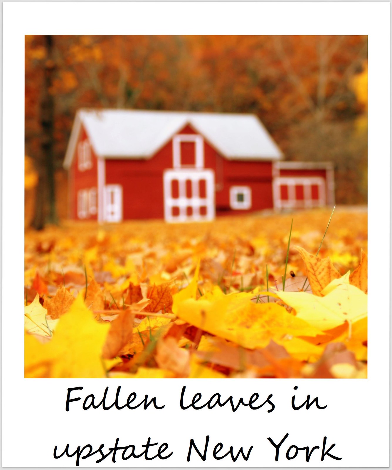 polaroid of the week usa new york fall foliage upstate