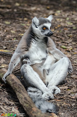 Lemur Mama