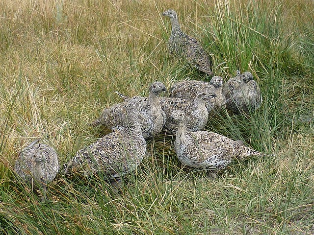 greater sage grouse hens