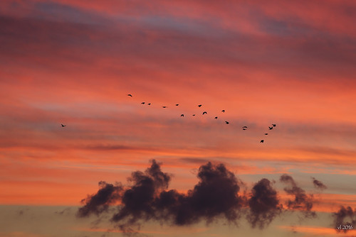 sunset birds coucherdesoleil sky clouds nuage ciel nature