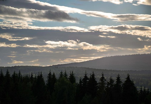 trees sky mist oslo norway misty backlight clouds forest hills spruces maridalen spruceforest