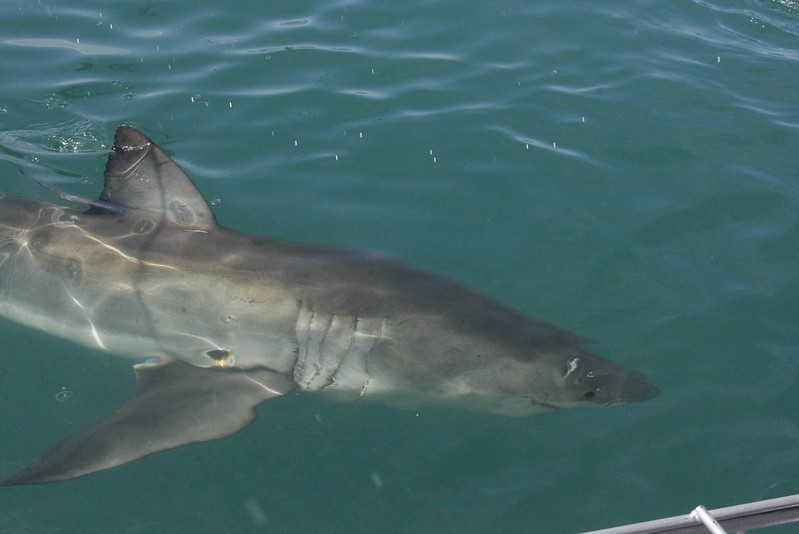 Hermanus: Tiburones y ballenas - Septiembre 2015 en Sudáfrica (6)