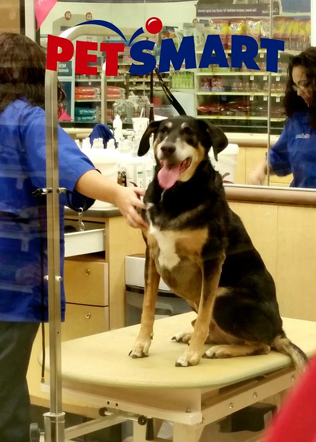 Teutul during his #PetSmart Grooming - Lapdog Creations #ad