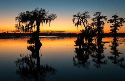 trees sunset usa lake reflection nature wet water landscape reflecting nikon louisiana bayou swamp wetlands cypress thesouth cajun acadia deepsouth lakemartin breauxbridge afs24120mmf4gvr d800e