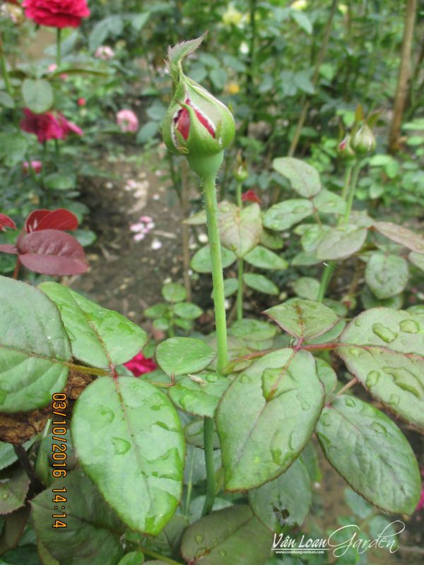 Hoa hồng ngoại Rouge Royale Rose