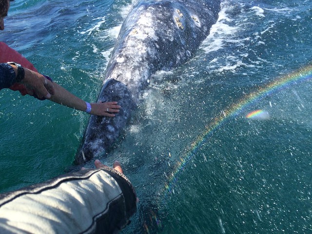 Baja 1159, Part 2 - Now with baby whales! March 10 - 16, 2015.