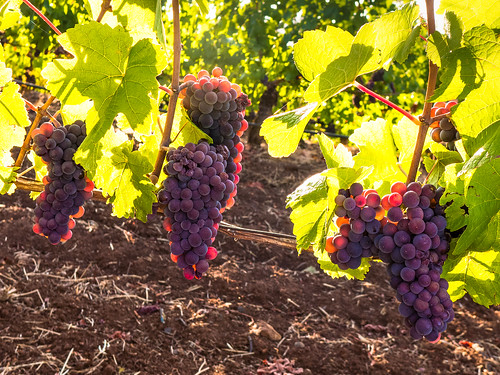 backlight oregon wine grapes agriculture viniculture redhillsskiessunsetsunriselandcapeseptember2015vineyard