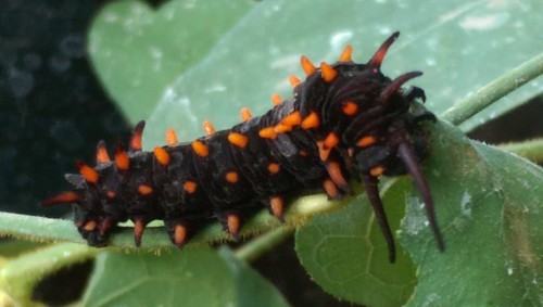 caterpillar pipevineswallowtail battusphilenor butterfly larva insect lepidoptera explored