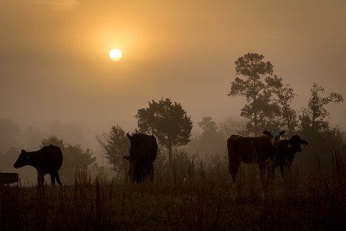 calicorock arkansas unitedstates us cows farm fog sunrise