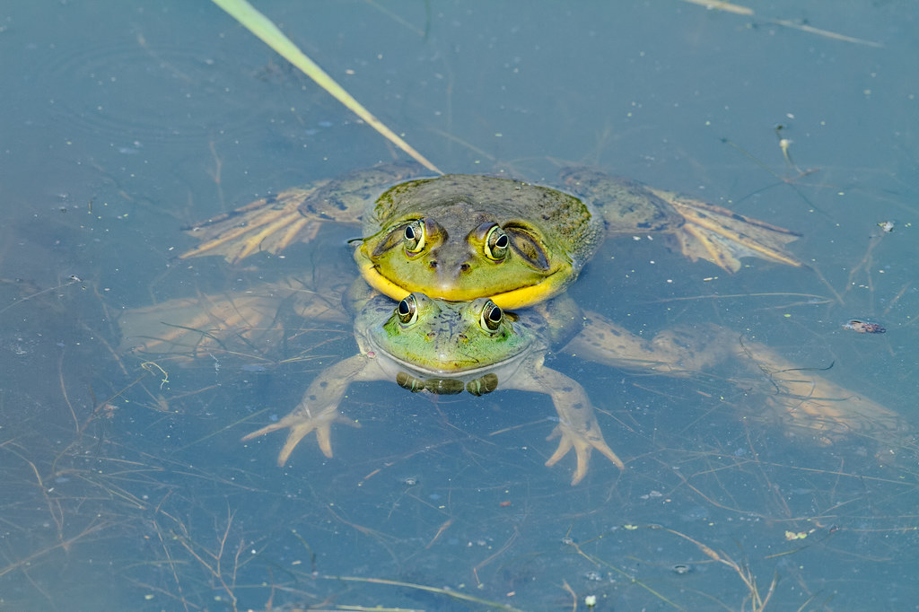Two bullfrogs mating while floating in the water