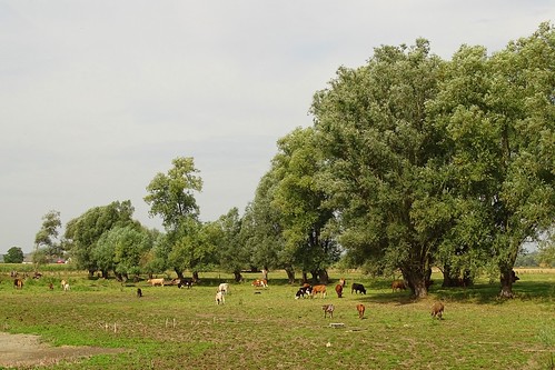trees summer green nature landscape view cows meadow poland polska willow wisła
