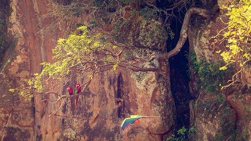 blue red brazil color nature birds brasil nikon couple br bonito macaw matogrossodosul d810 buracodasararas
