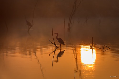 morning lake bird heron nature water birds sunrise israel yeruham yeruhamlake
