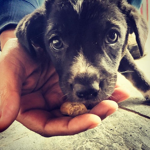 poor little Meera!  Hit by a car at 5 weeks old. X-ray today to determine what is broken. #Meera #india #dharamsala #dharamsaladogs #puppies #adoptastray #adoptarescue #bekind #slowdown