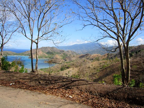 mati city davao oriental sur mindanao tree philippines asia world