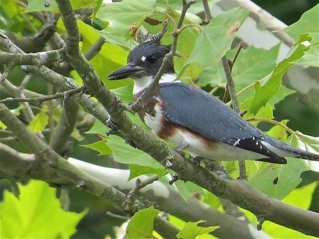 Belted Kingfisher on the North Fork of Salt Creek of Sangamon in DeWitt County, IL