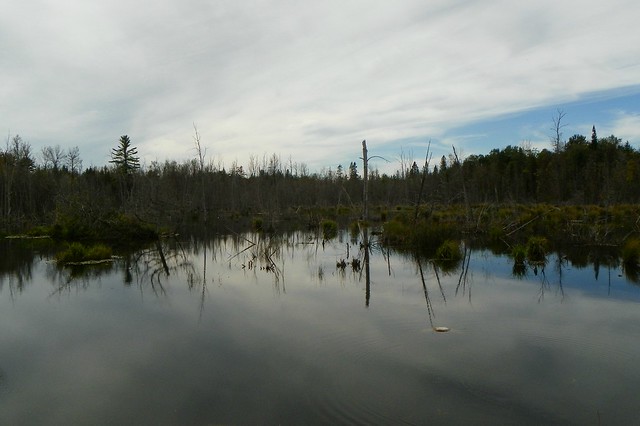 swamp1