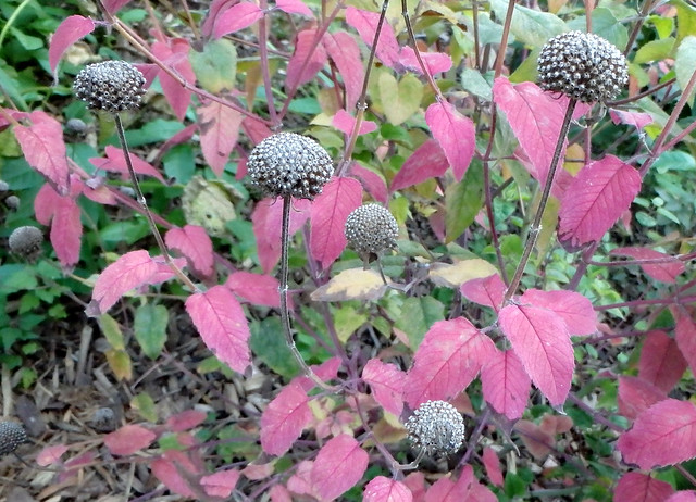 many seedheads with bright pink leaves