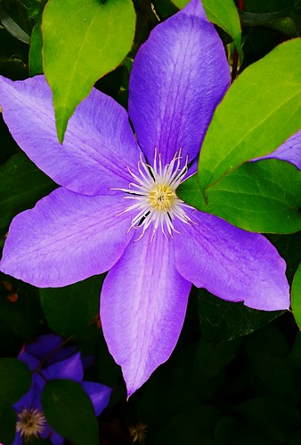 flower beautiful purple purpleflower