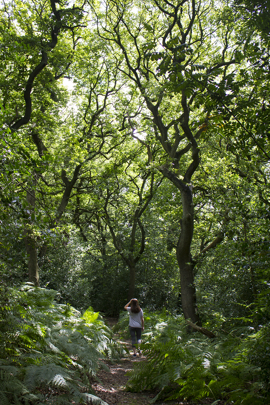 walk-in-woods-moddershall-oaks