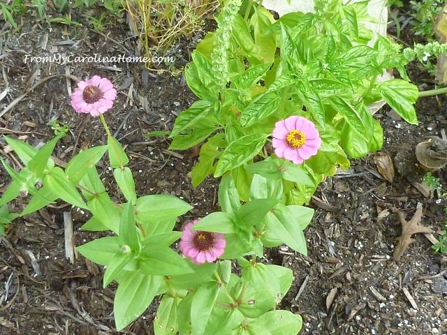 Late August Garden - pink flower, basil