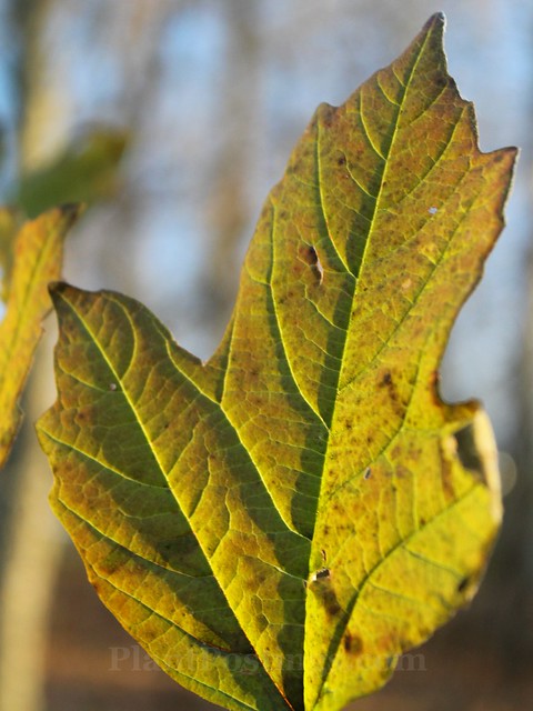 viburnum leaf