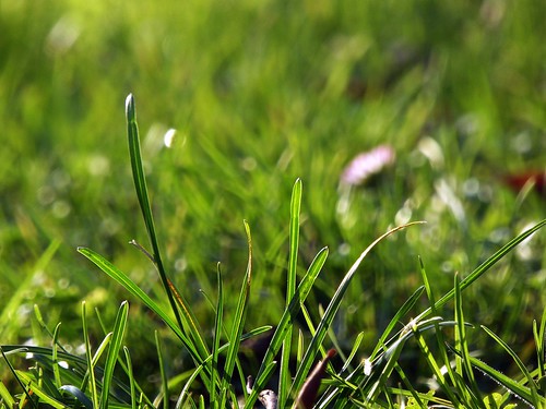 wild green nature grass erba daisy spontaneous spontaneo pratolina