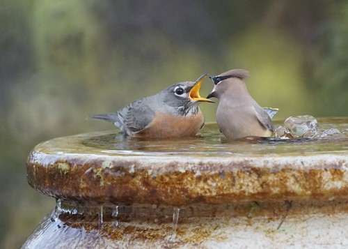 Cedar Waxwing and American Robin at the bubbler