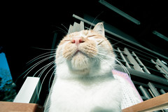 Photo：Guardian Cat By t.kunikuni