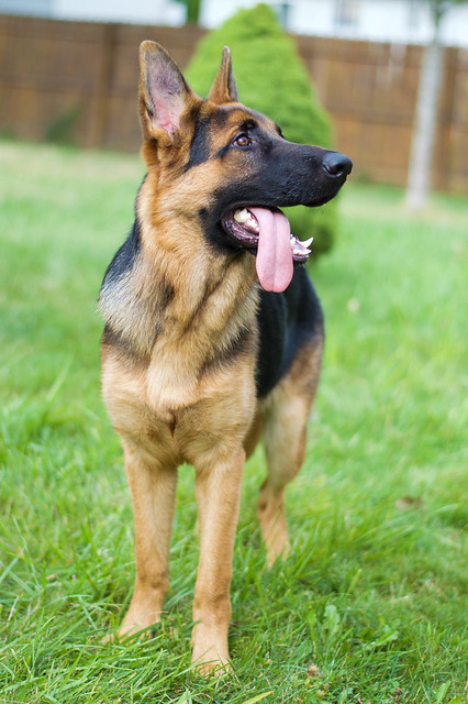 German shepherd clearance fish