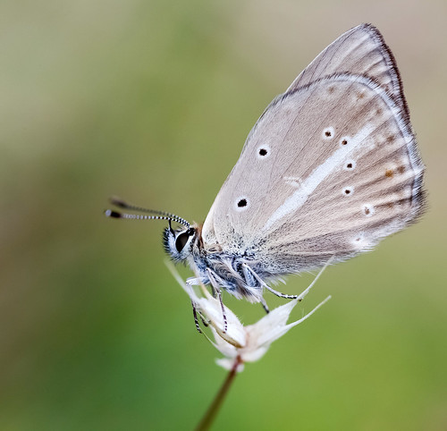 butterfly albania lycaenidae polyommatus korçë ripartii drenovë