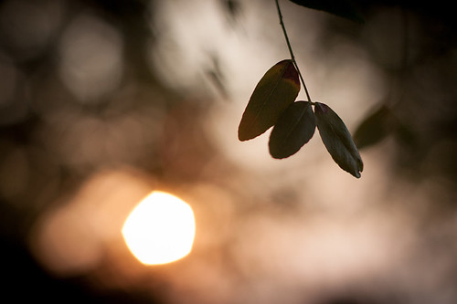 sun sunlight tree nature leaves sunrise us leaf unitedstates bokeh kansas derby 500px